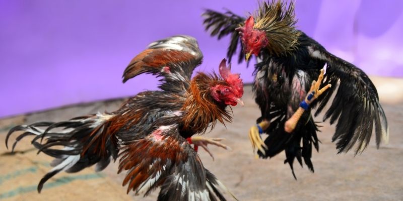 game no hu nổ hũ tiếng anh là gì