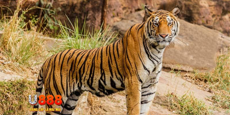 game no hu ban ca vip online